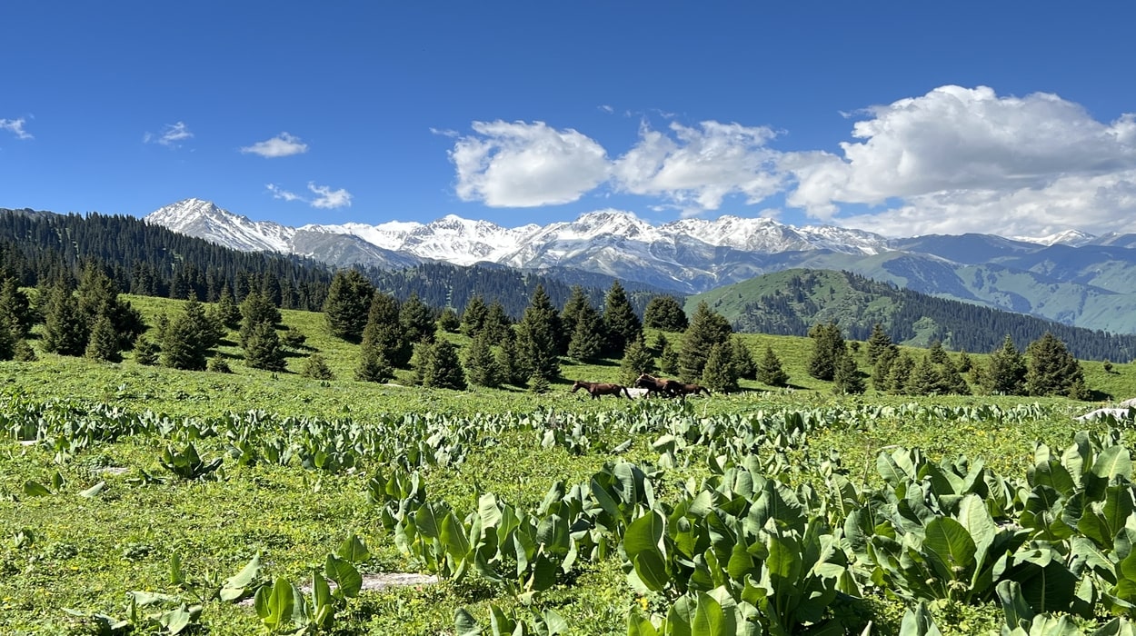 Азиялық үлкен жопа Азиялық үлкен жопа